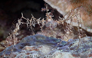 Spider Crab by Marco Fierli 
